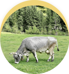 cow